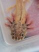 Axolotl hell und mit schwarz