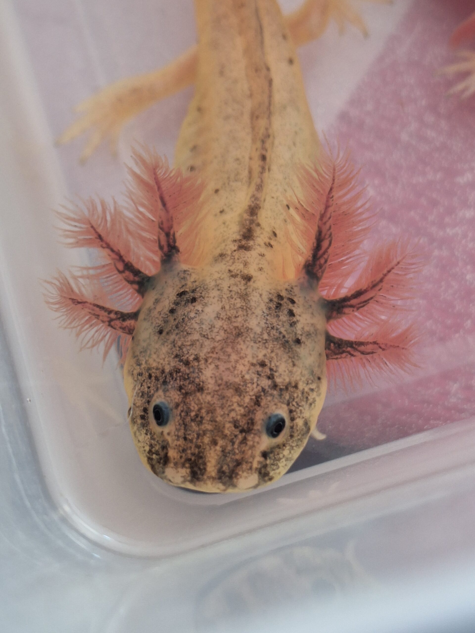 Axolotl hell und mit schwarz
