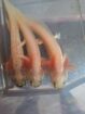 Axolotl hell und mit schwarz