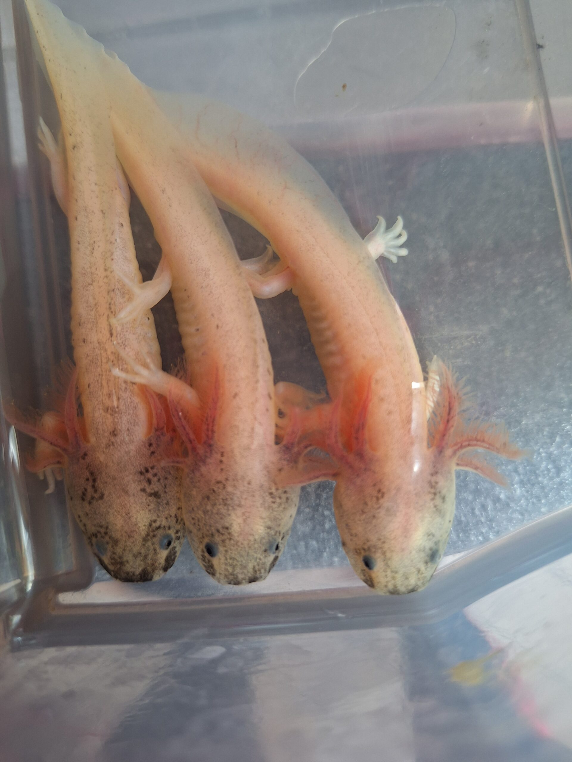 Axolotl hell und mit schwarz
