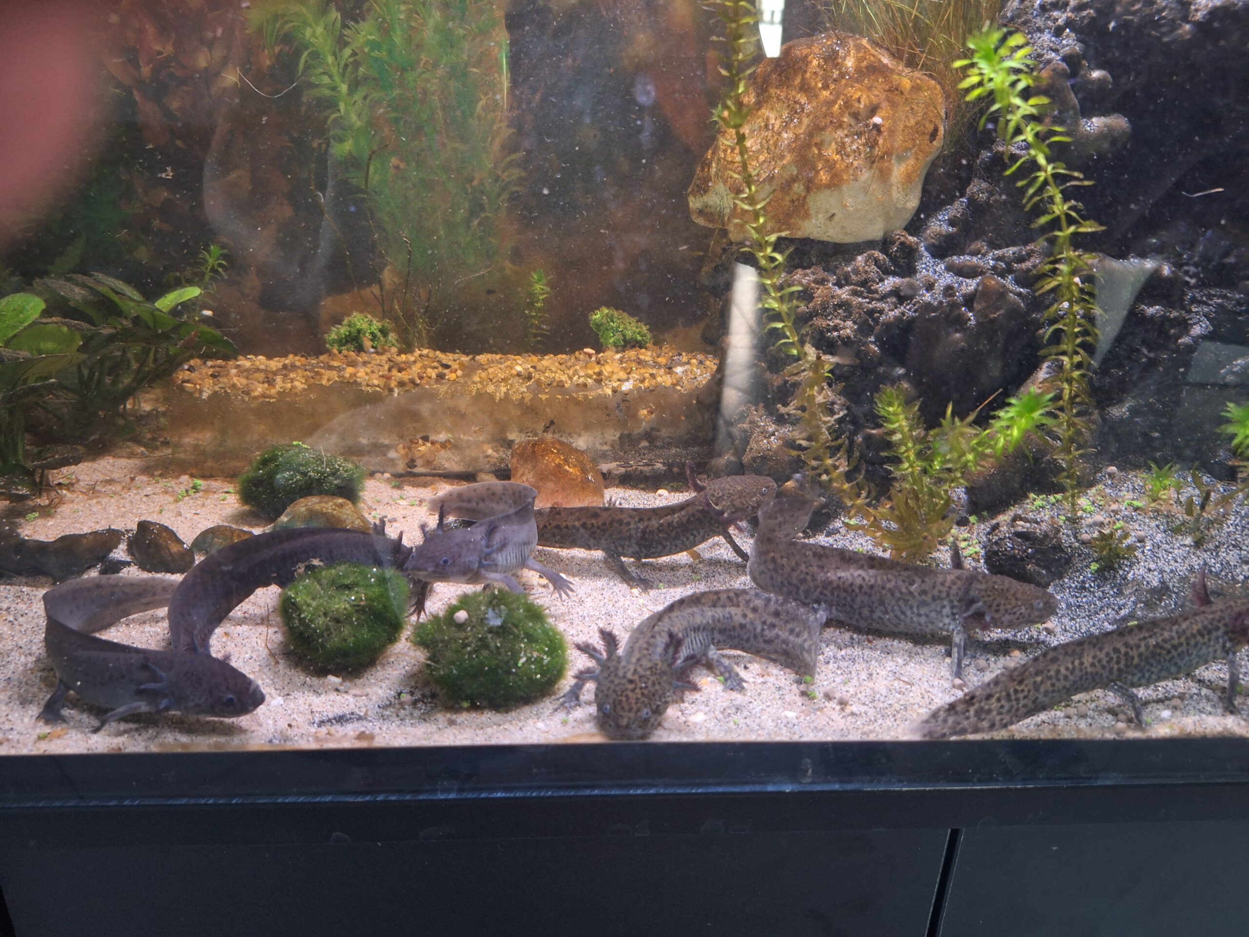 Axolotl Wildunge abzugeben