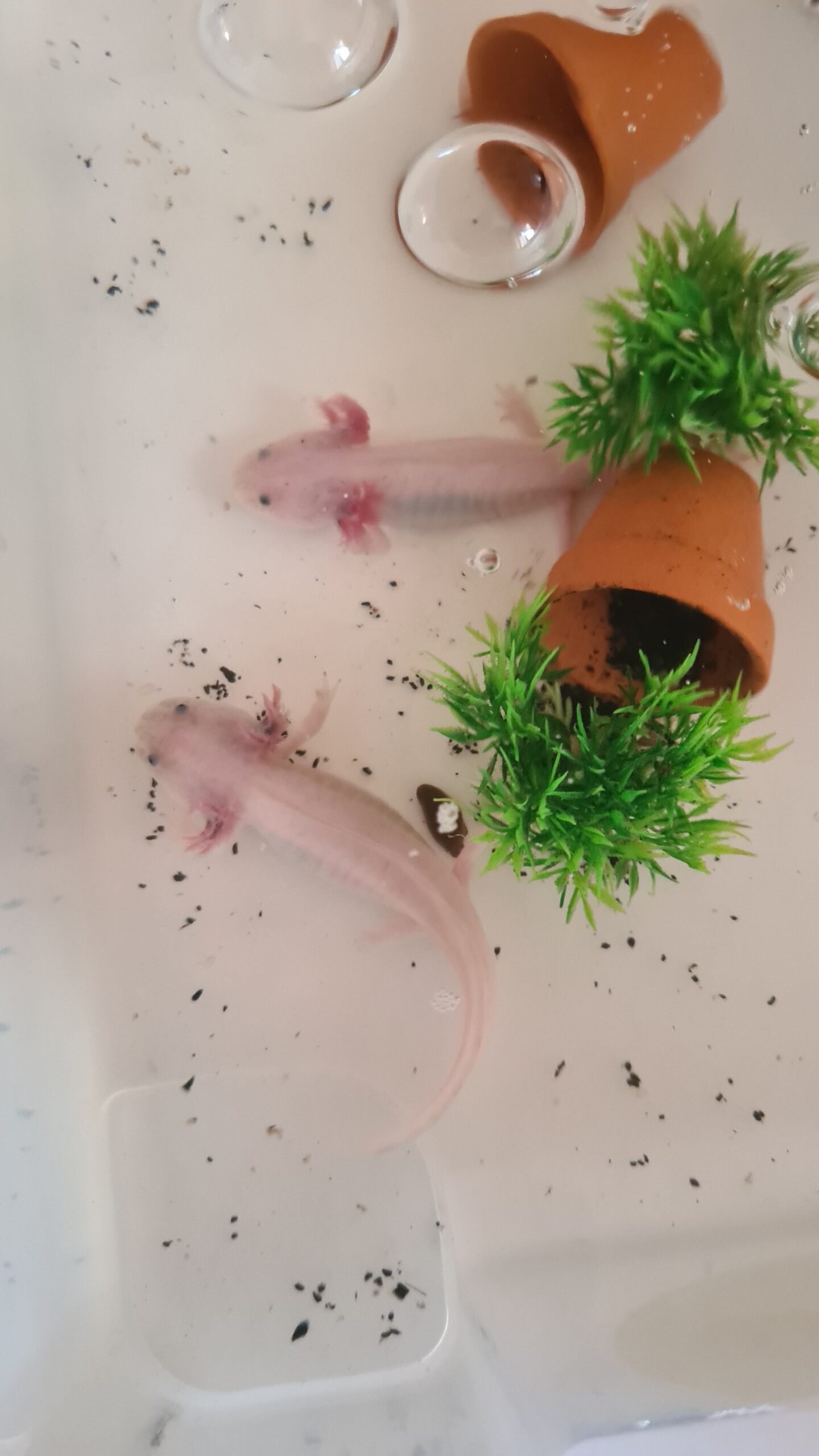 Axolotl Nachwuchs, Harlekin, Weisling