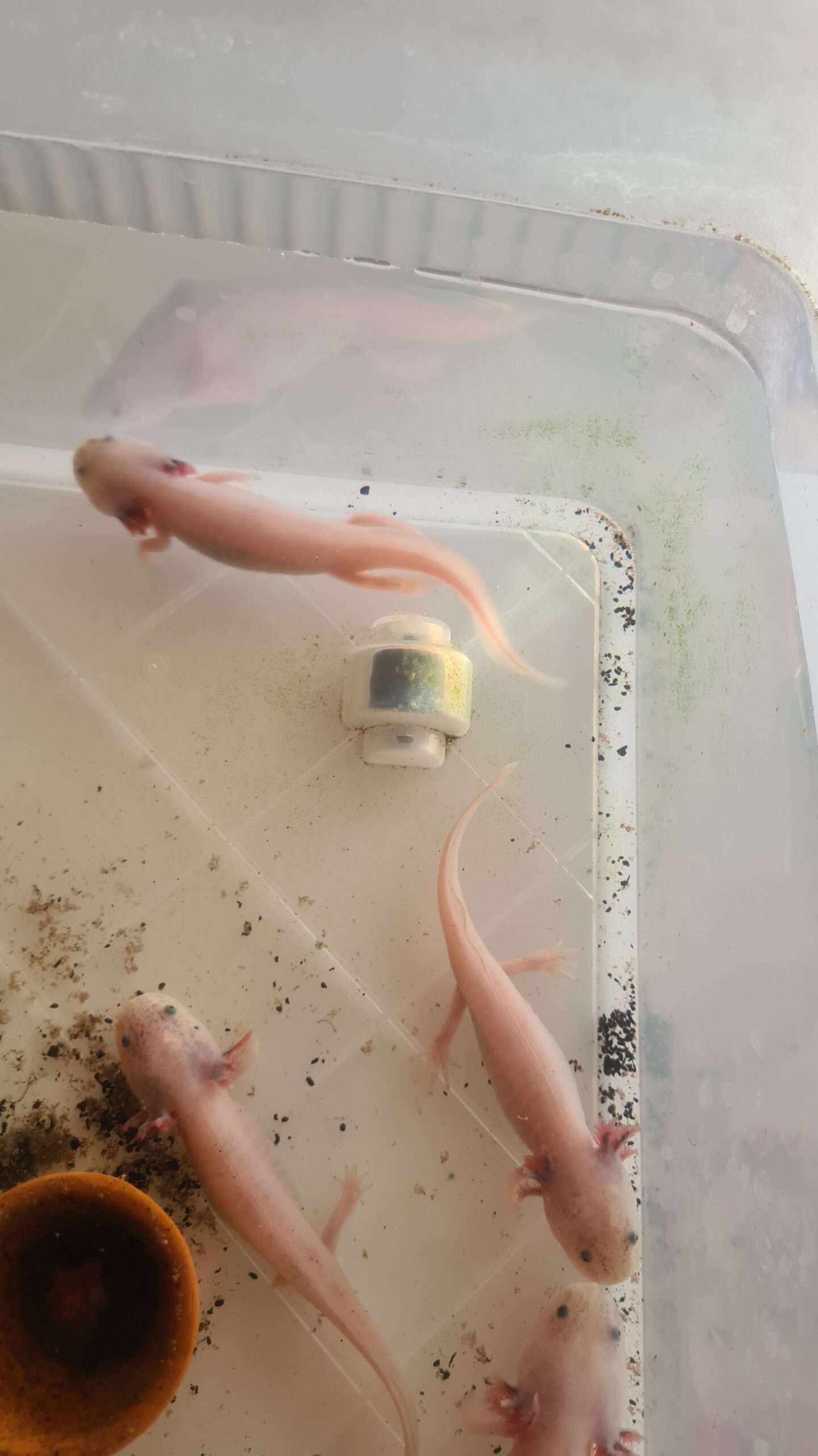 Axolotl Nachwuchs, Harlekin, Weisling