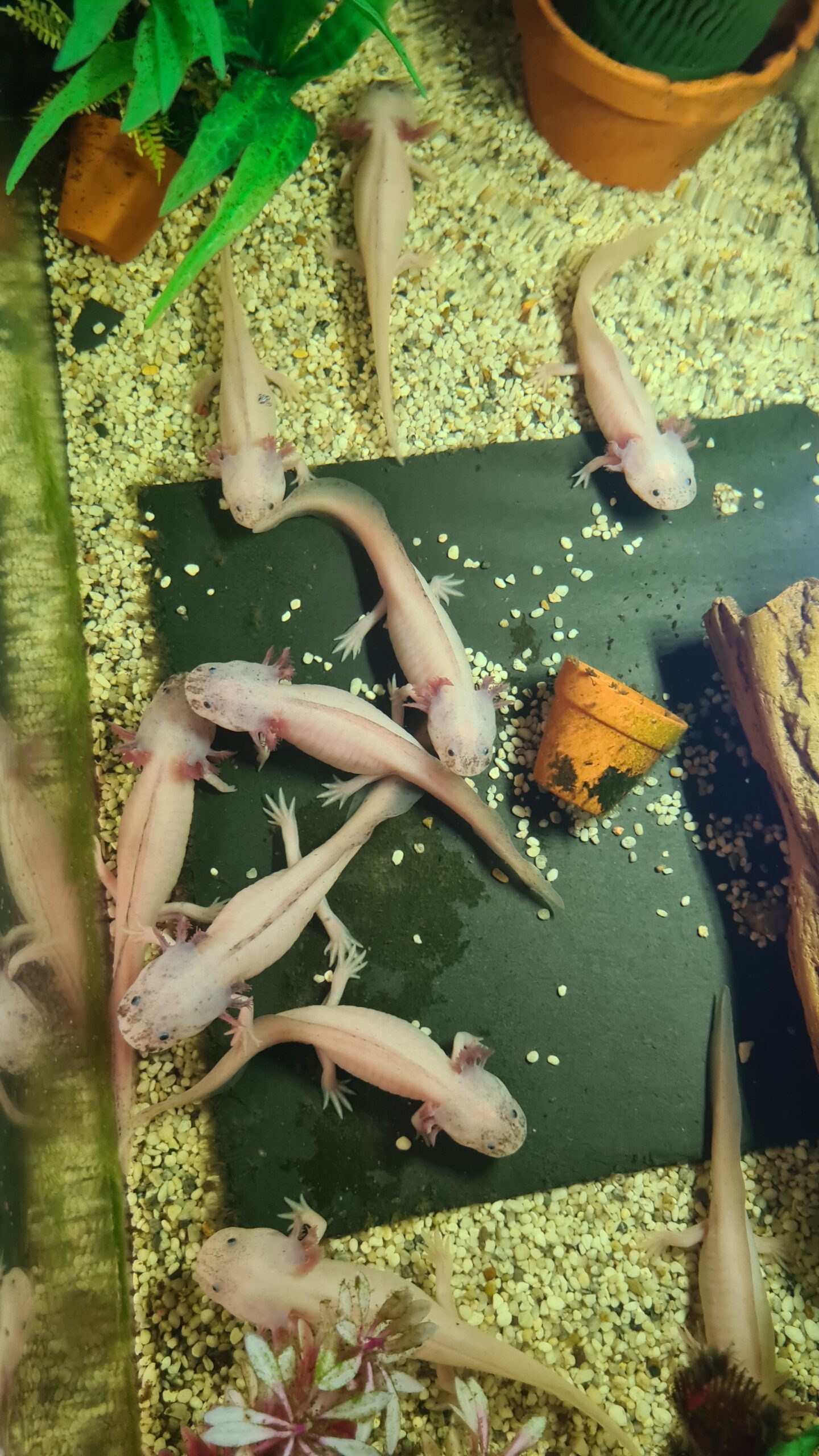 Axolotl Nachwuchs, Harlekin, Weisling