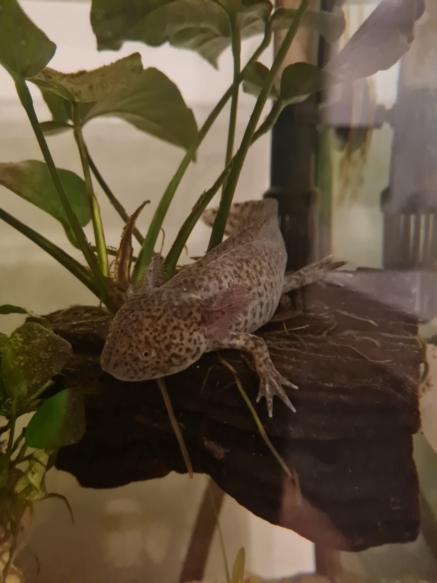 Axolotl Aquarium Komplettset inkl. 2 Wildlinge (w)