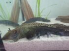 Vier Axolotl suchen neues Zuhause