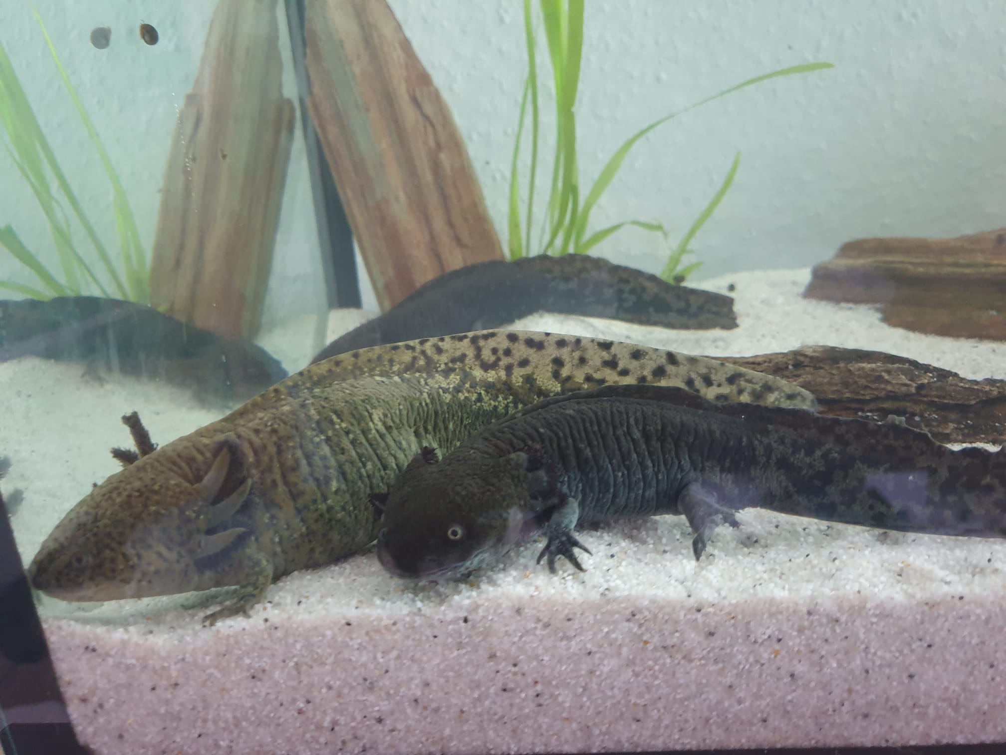 Vier Axolotl suchen neues Zuhause