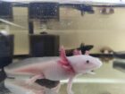 Axolotl Jungtiere, ca. 17-20m