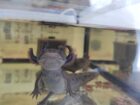 Axolotl Jungtiere, ca. 17-20m