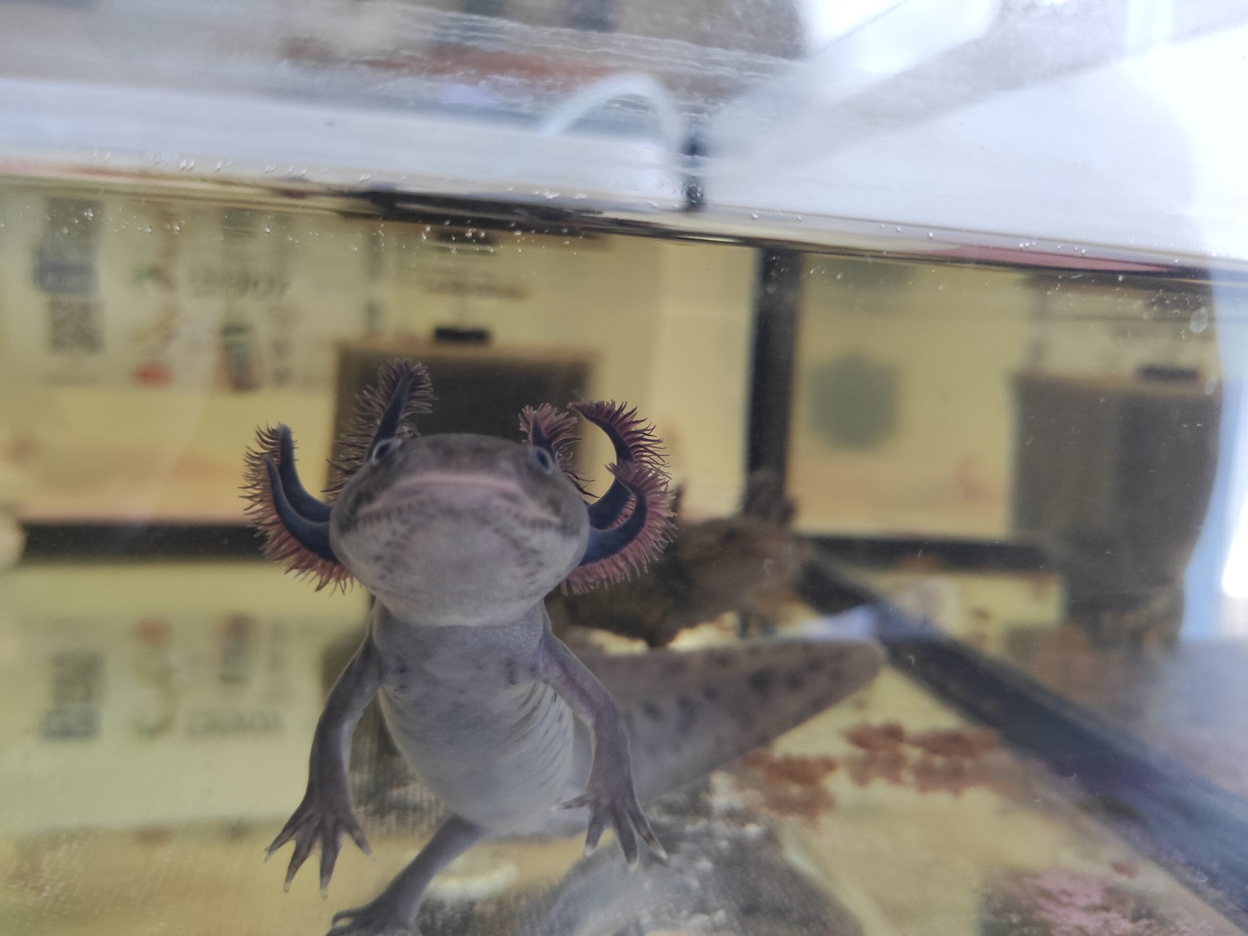 Axolotl Jungtiere, ca. 17-20m