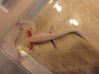 Albino Axolotl