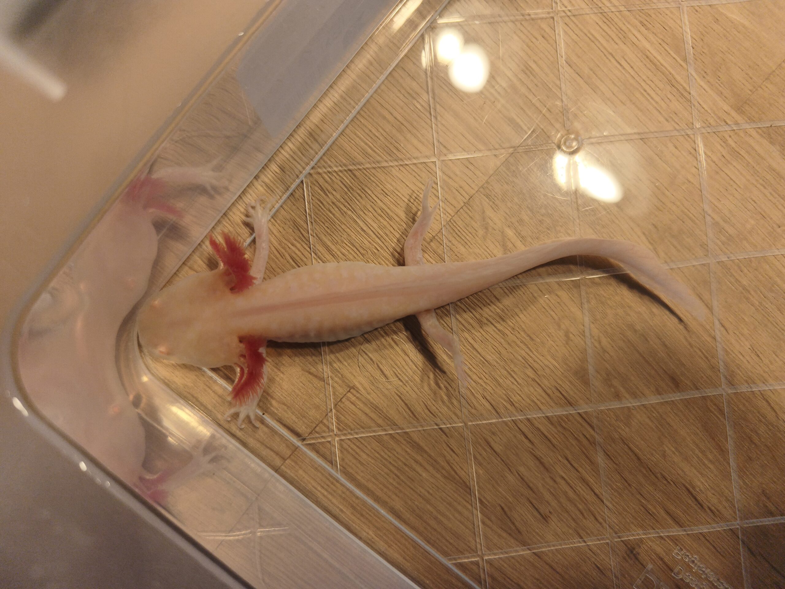Albino Axolotl