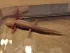 Albino Axolotl