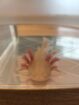 Albino Axolotl