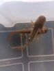 Axolotl Jungtiere