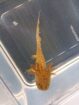 Axolotl Jungtiere