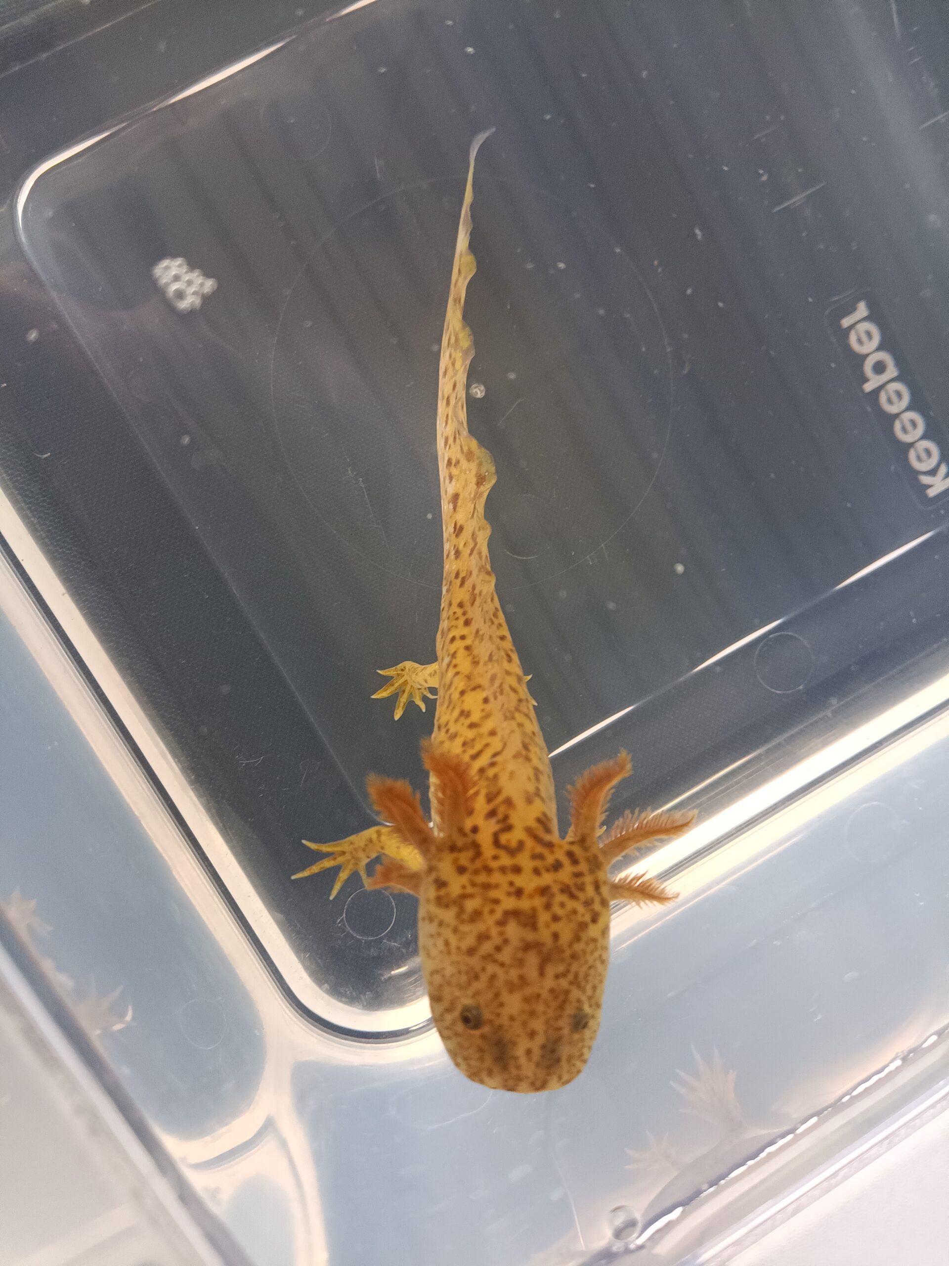 Axolotl Jungtiere
