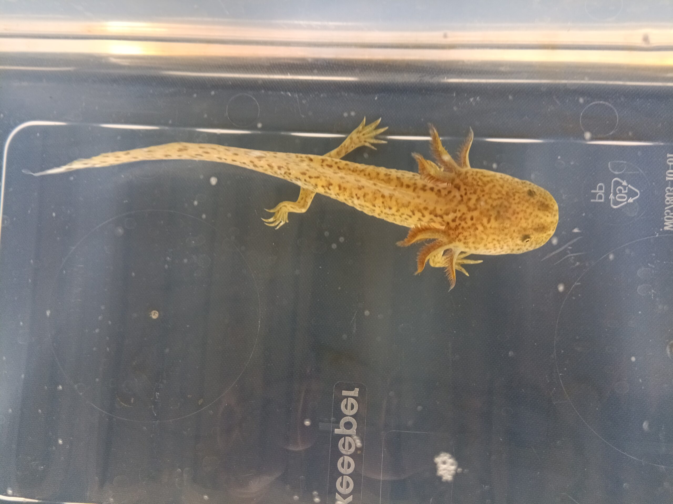 Axolotl Jungtiere