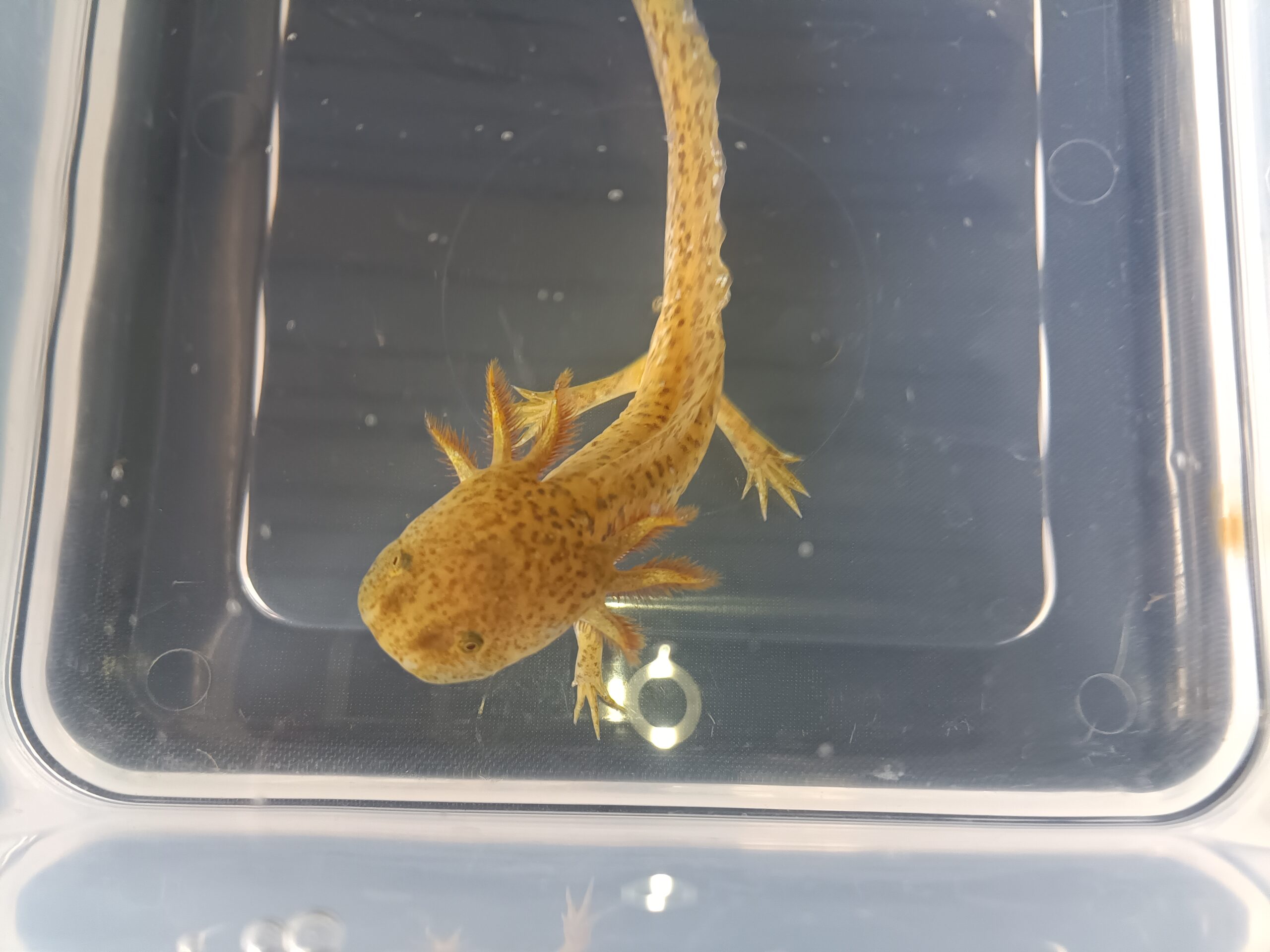 Axolotl Jungtiere