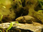 Vier Axolotl suchen neues Zuhause
