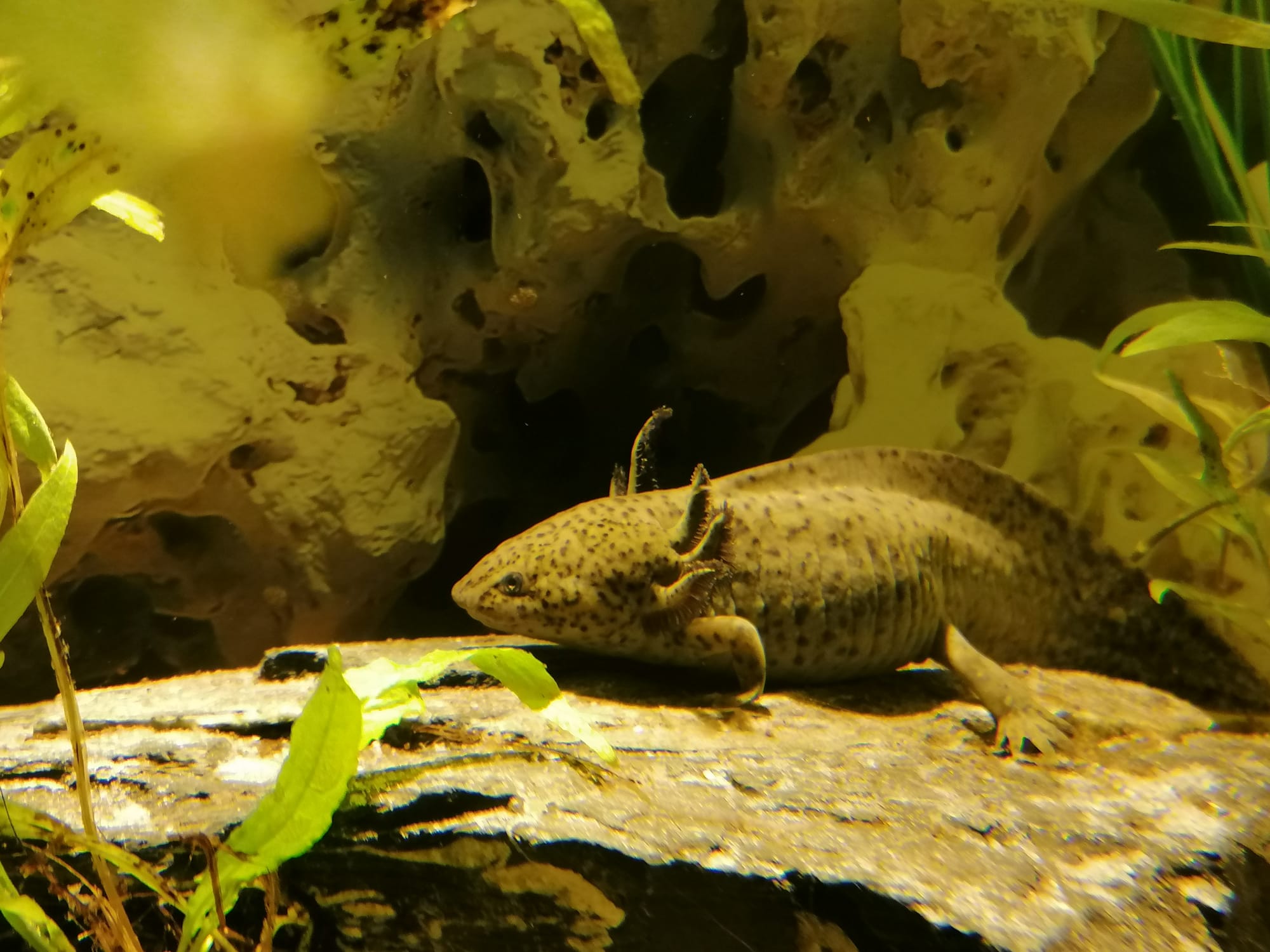 Vier Axolotl suchen neues Zuhause