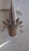 Axolotl in unterschiedlichen Farben und Größen