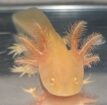 Axolotl Jungtiere verschiedene Farben