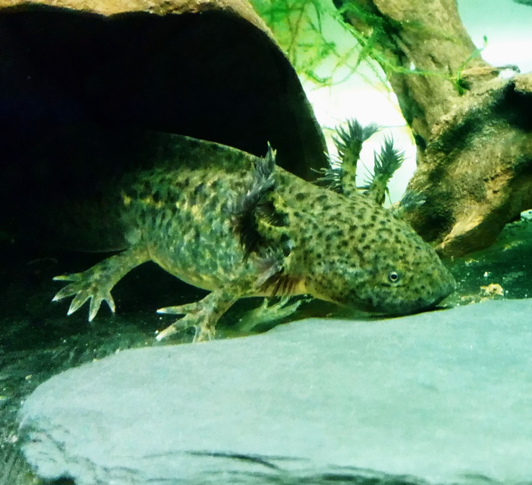 Axolotl Jungtiere verschiedene Farben