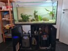 Axolotl Aquarium Komplettset inkl. 2 Wildlinge (w)