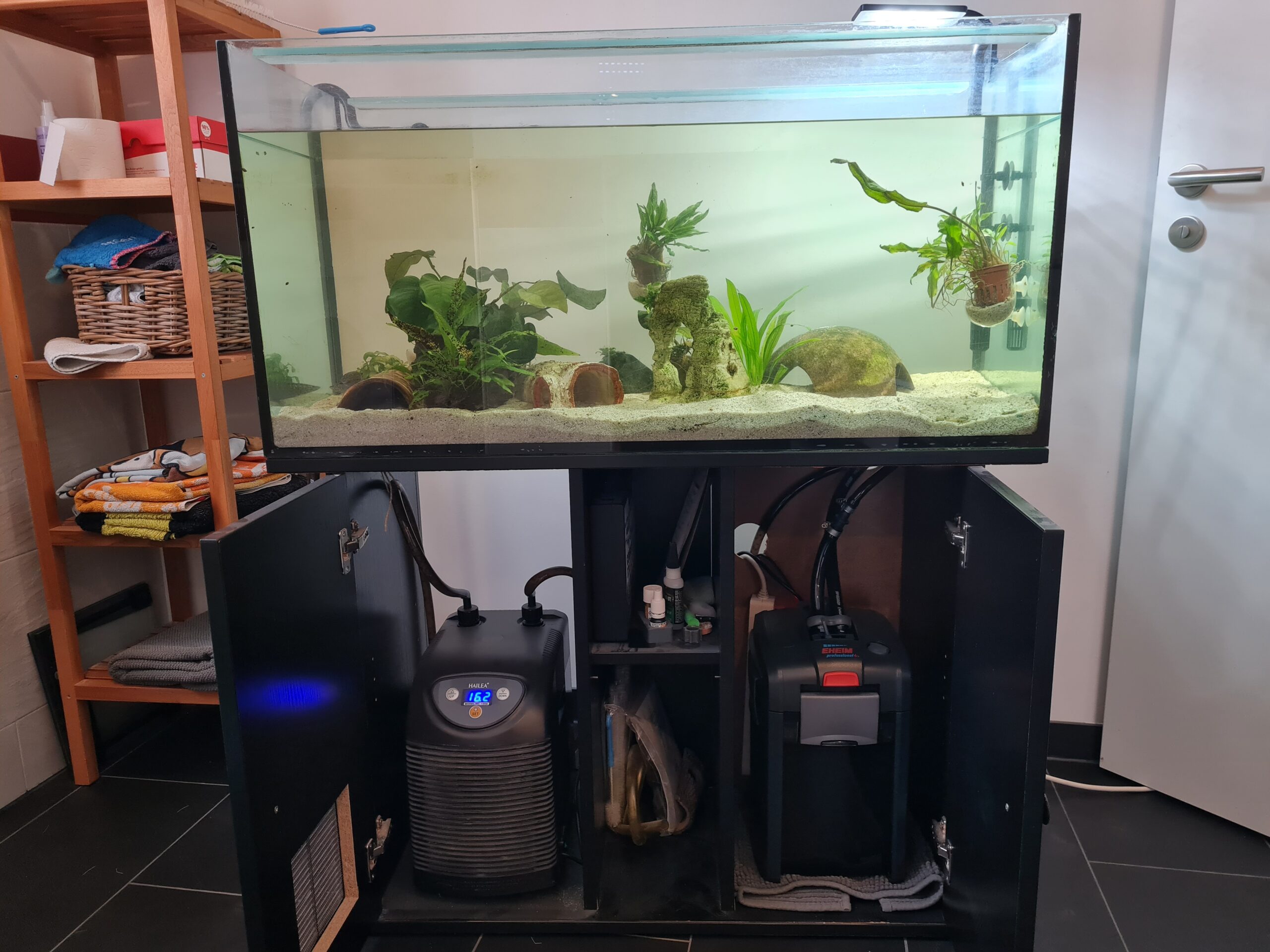 Axolotl Aquarium Komplettset inkl. 2 Wildlinge (w)