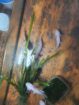 Axolot Nachwuchs Wildling Weissling weiss rosa Jungtiere 15Cm