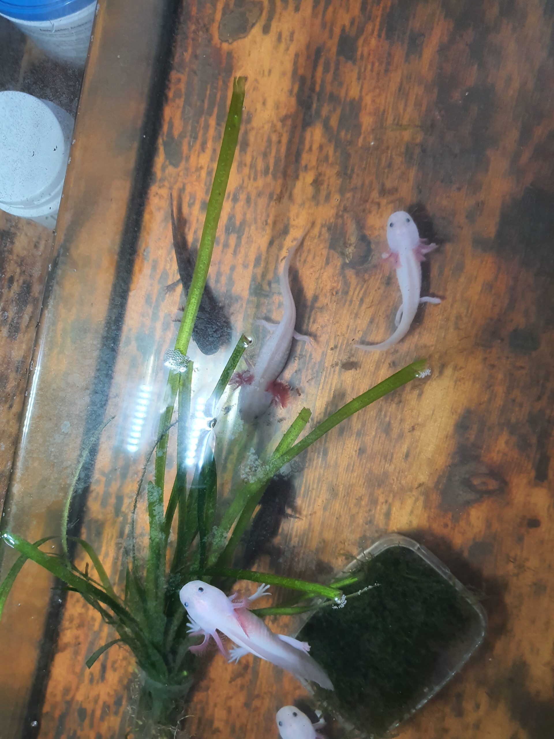Axolot Nachwuchs Wildling Weissling weiss rosa Jungtiere 15Cm