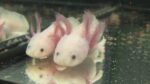 Axolotl Jungtiere aus eigener Aufzucht