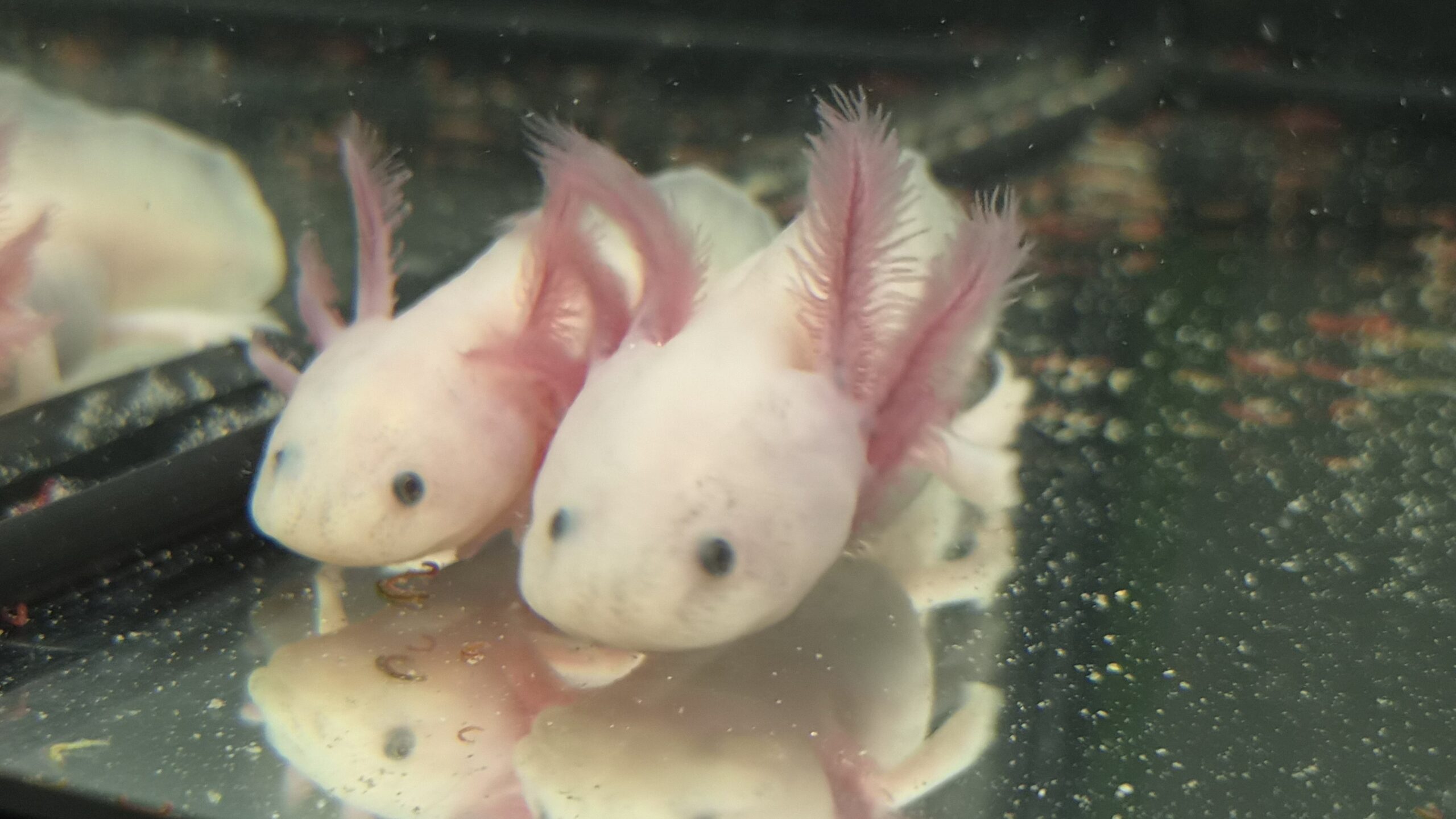 Axolotl Jungtiere aus eigener Aufzucht