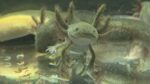Axolotl Jungtiere aus eigener Aufzucht