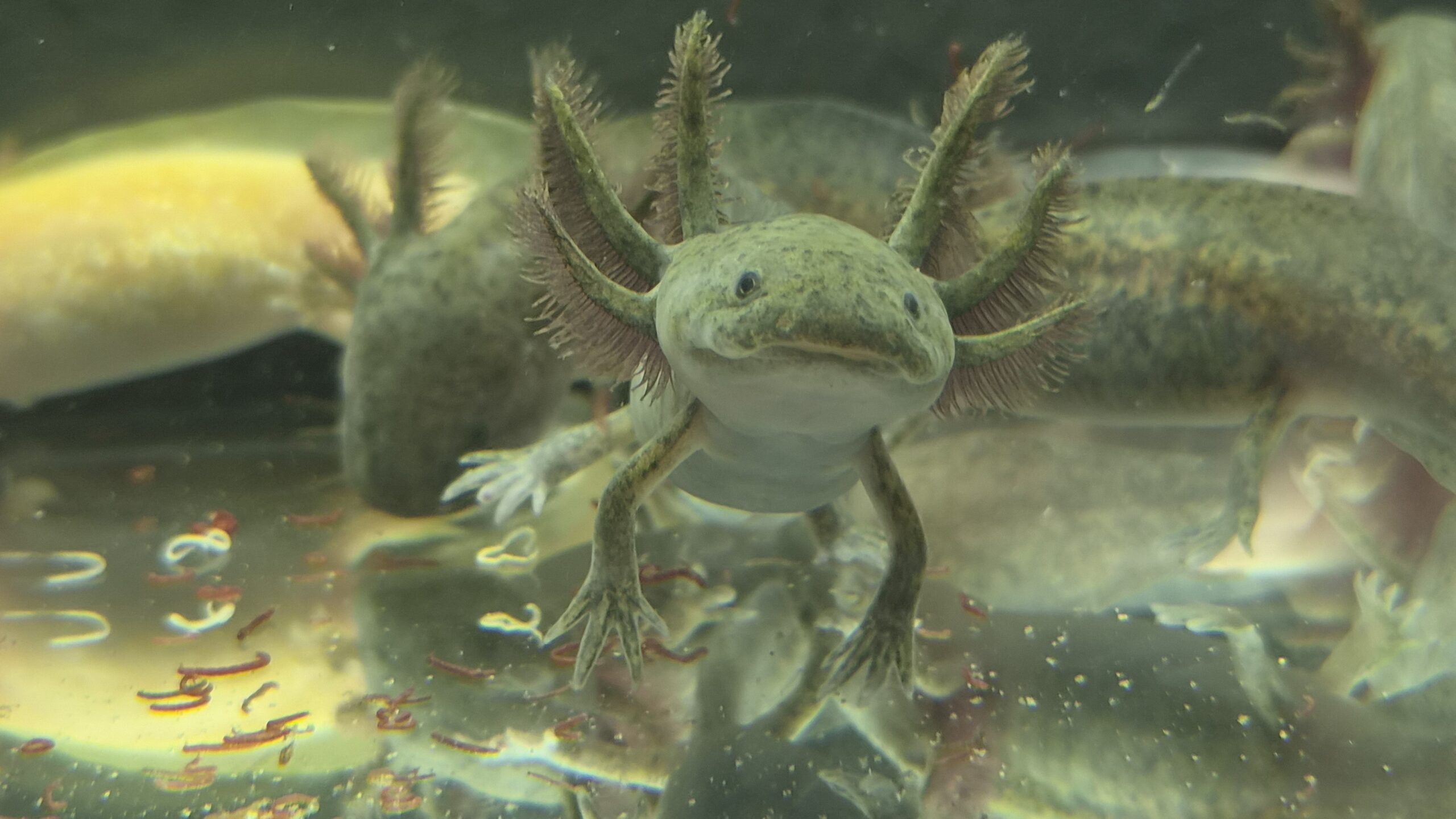 Axolotl Jungtiere aus eigener Aufzucht