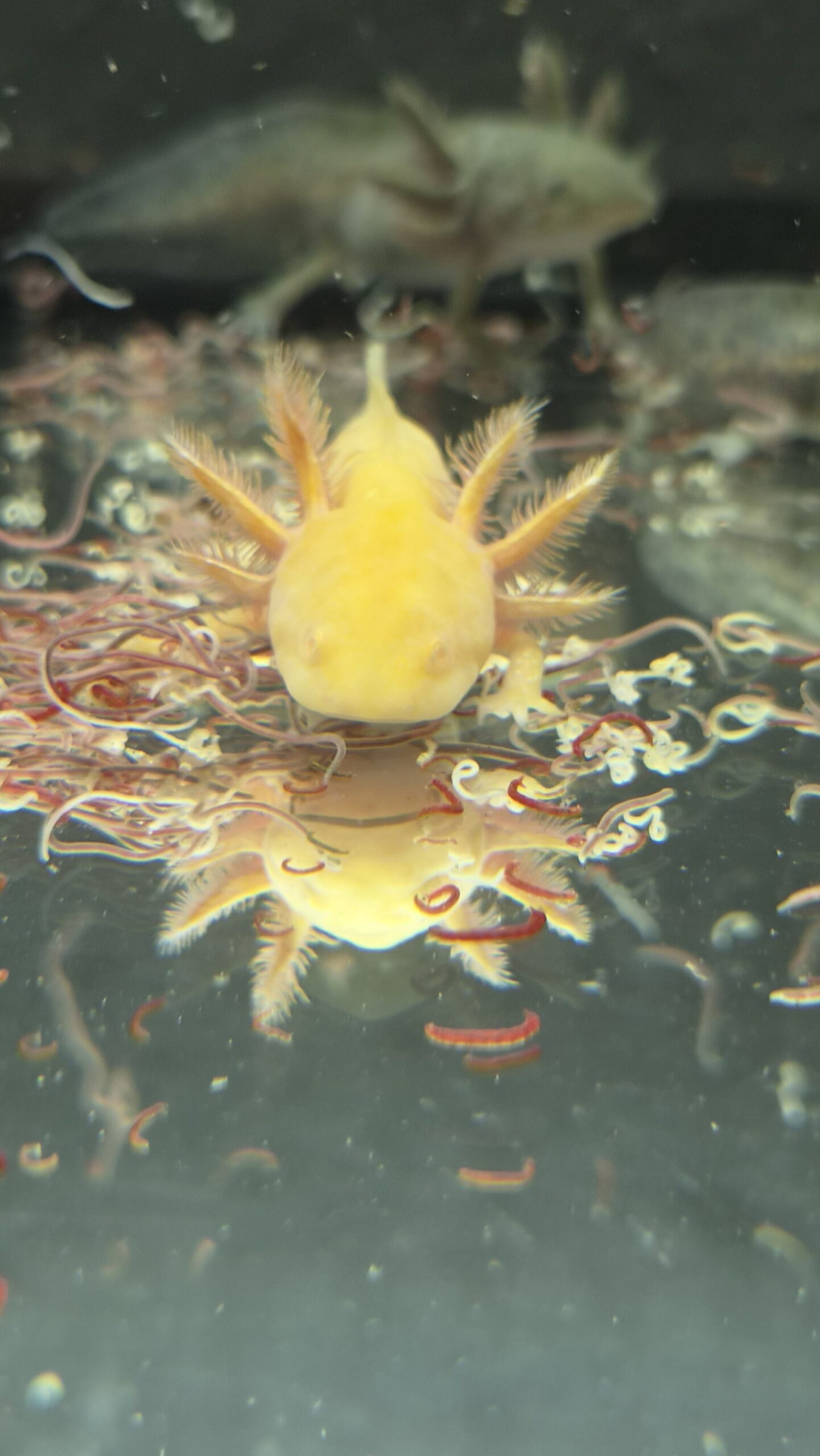 Axolotl Jungtiere aus eigener Aufzucht