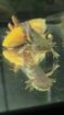 Axolotl Jungtiere aus eigener Aufzucht