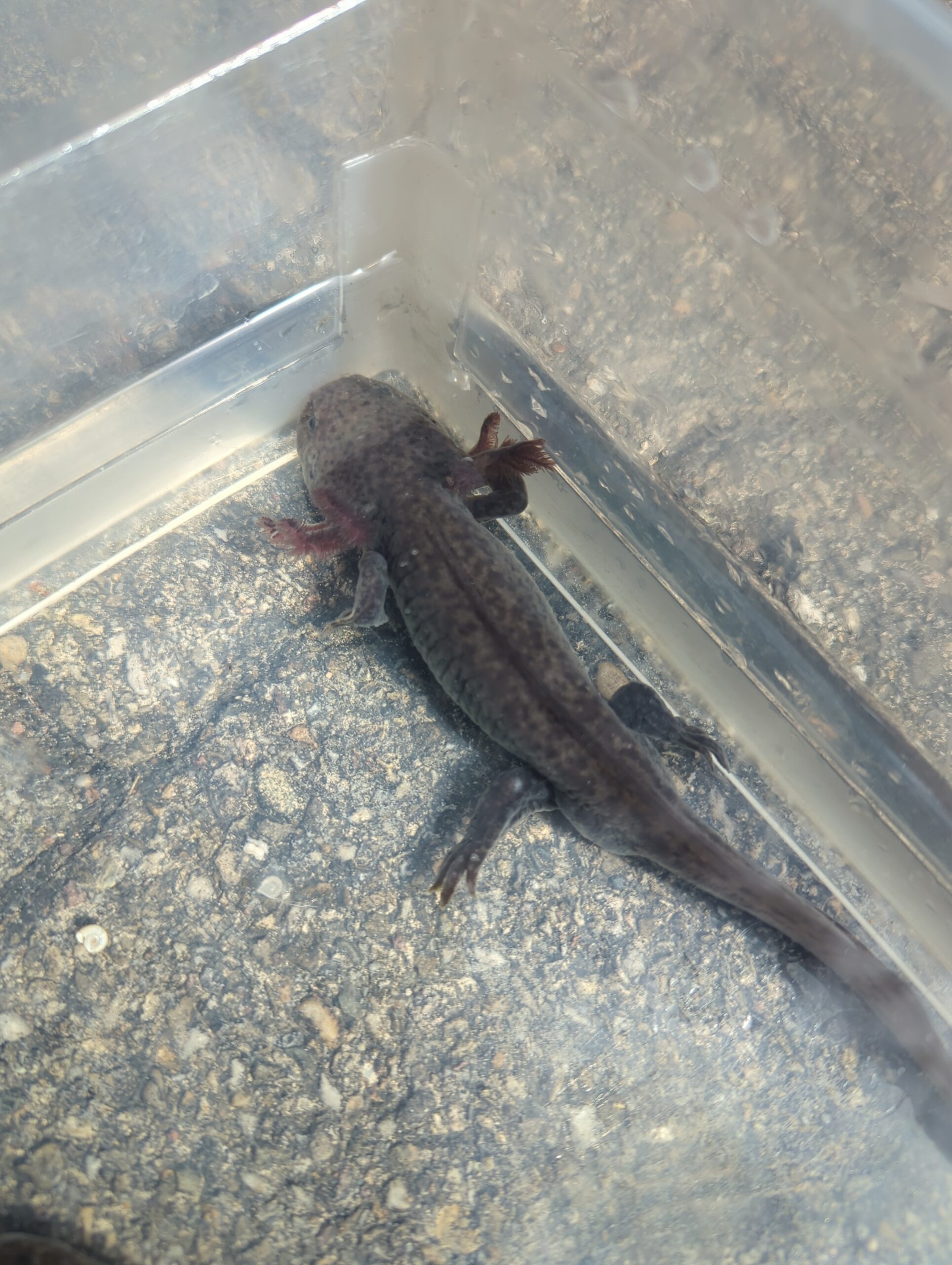 Axoltl Mai 25 geboren