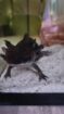 Vier Axolotl suchen neues Zuhause