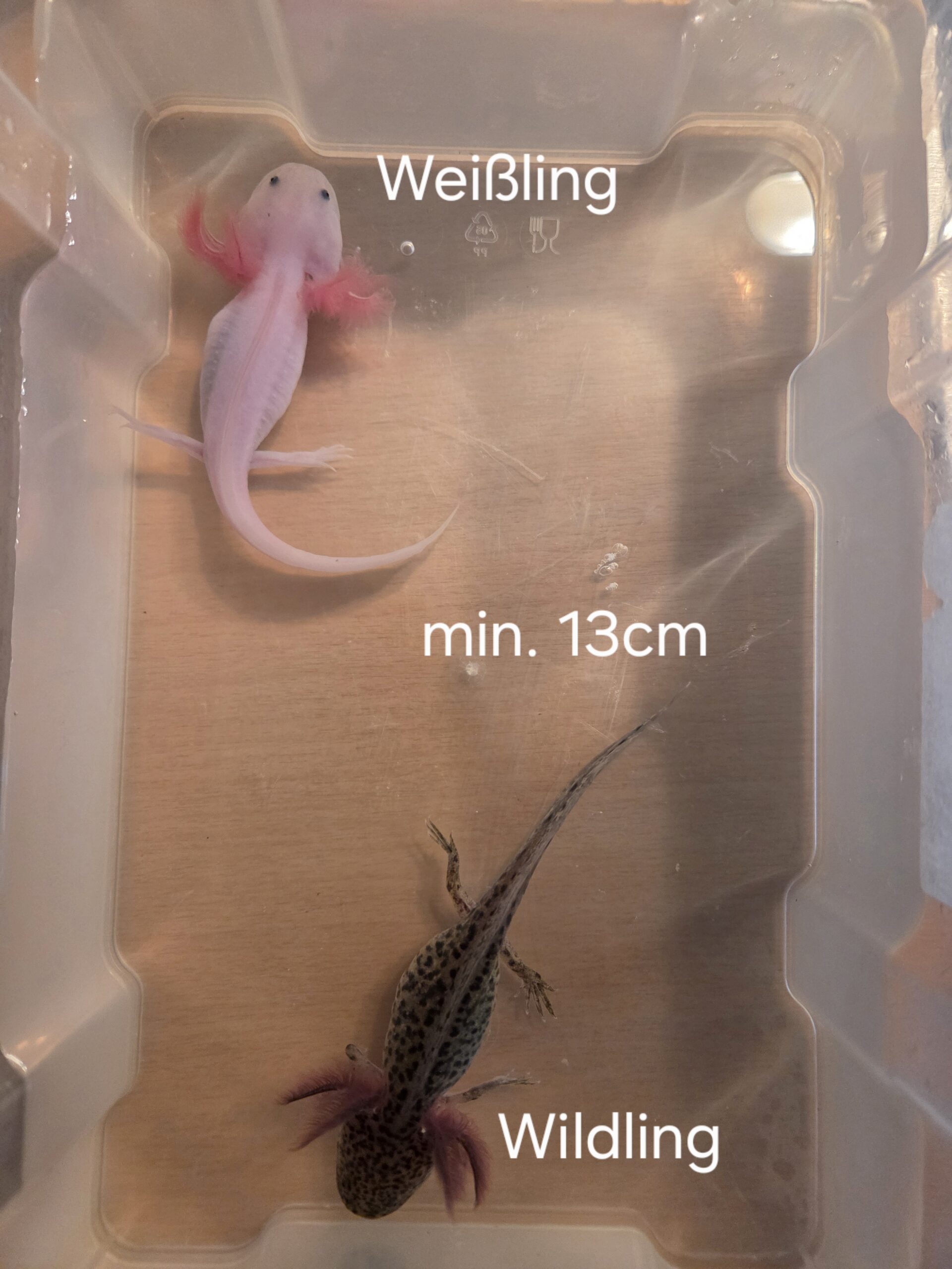 Axolotl Jungtiere BD frei Weißling Wildling Versand