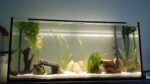 Vier Axolotl suchen neues Zuhause