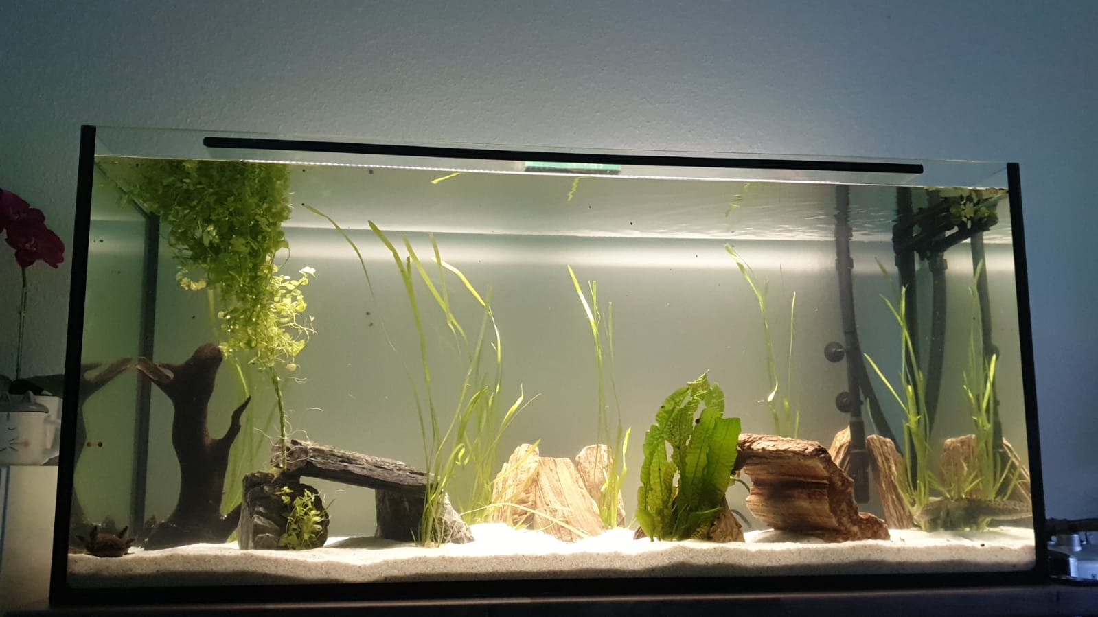 Vier Axolotl suchen neues Zuhause