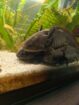 Vier Axolotl suchen neues Zuhause