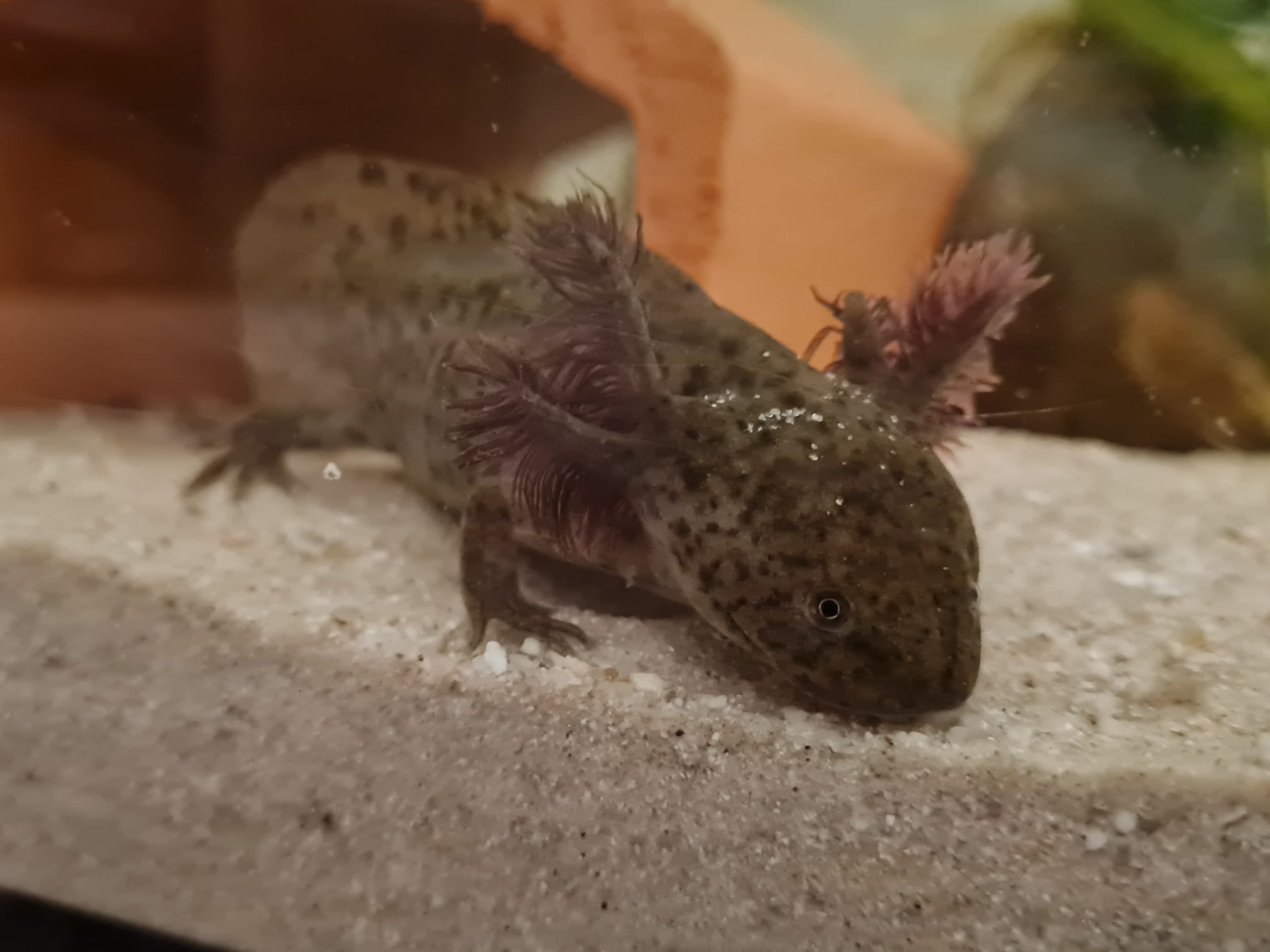 2 Axolotl Wildlinge (w) 2,5 Jahre alt