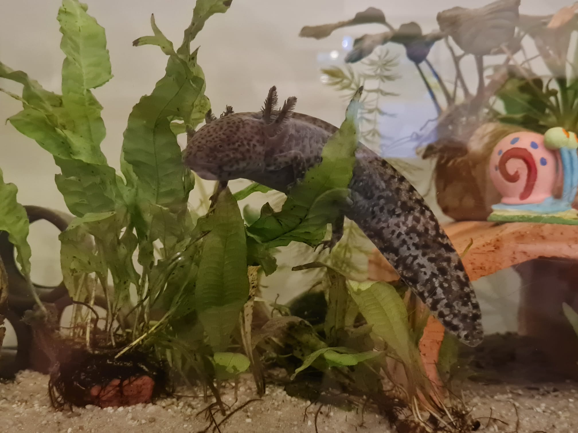 2 Axolotl Wildlinge (w) 2,5 Jahre alt