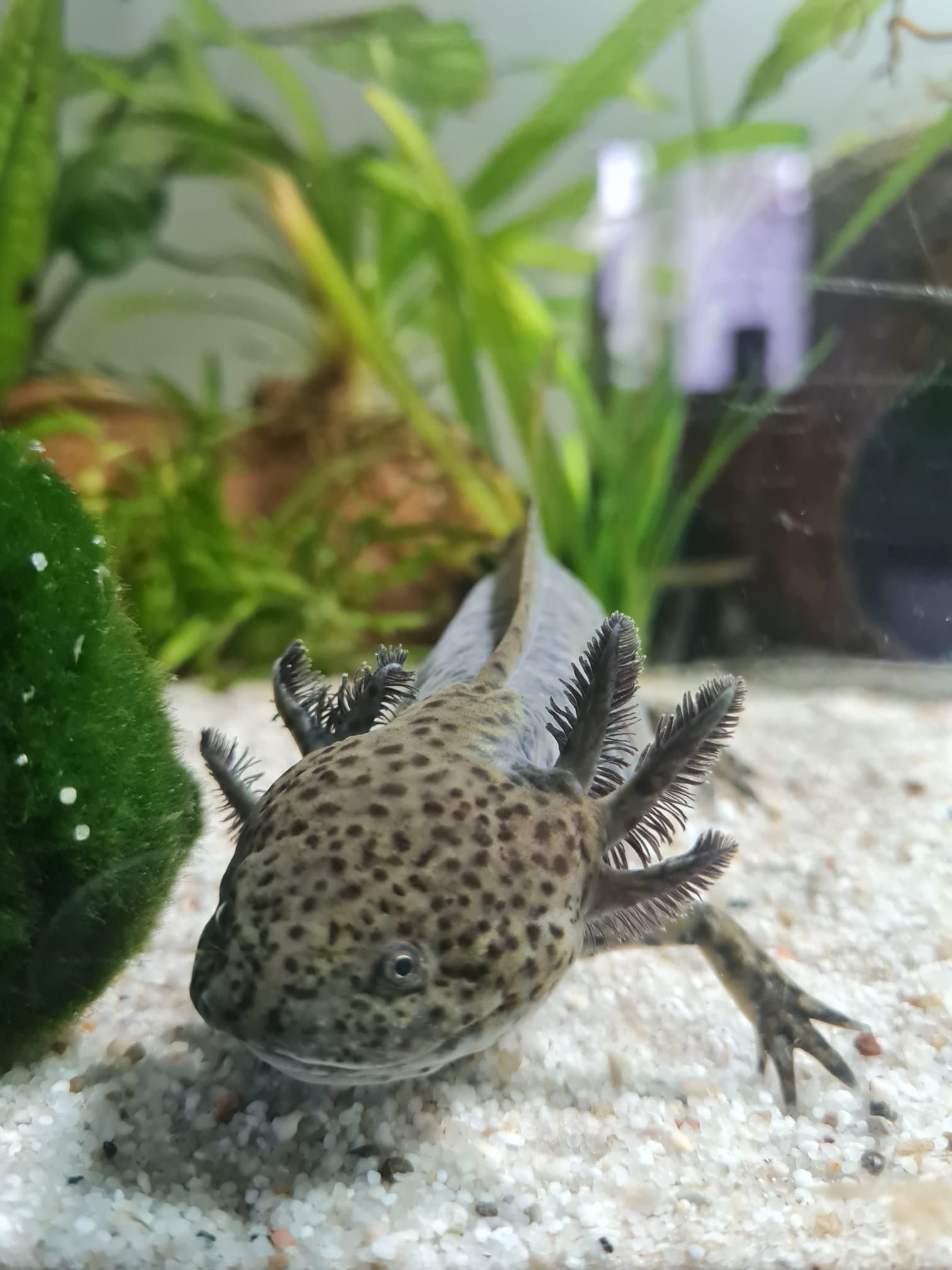 2 Axolotl Wildlinge (w) 2,5 Jahre alt