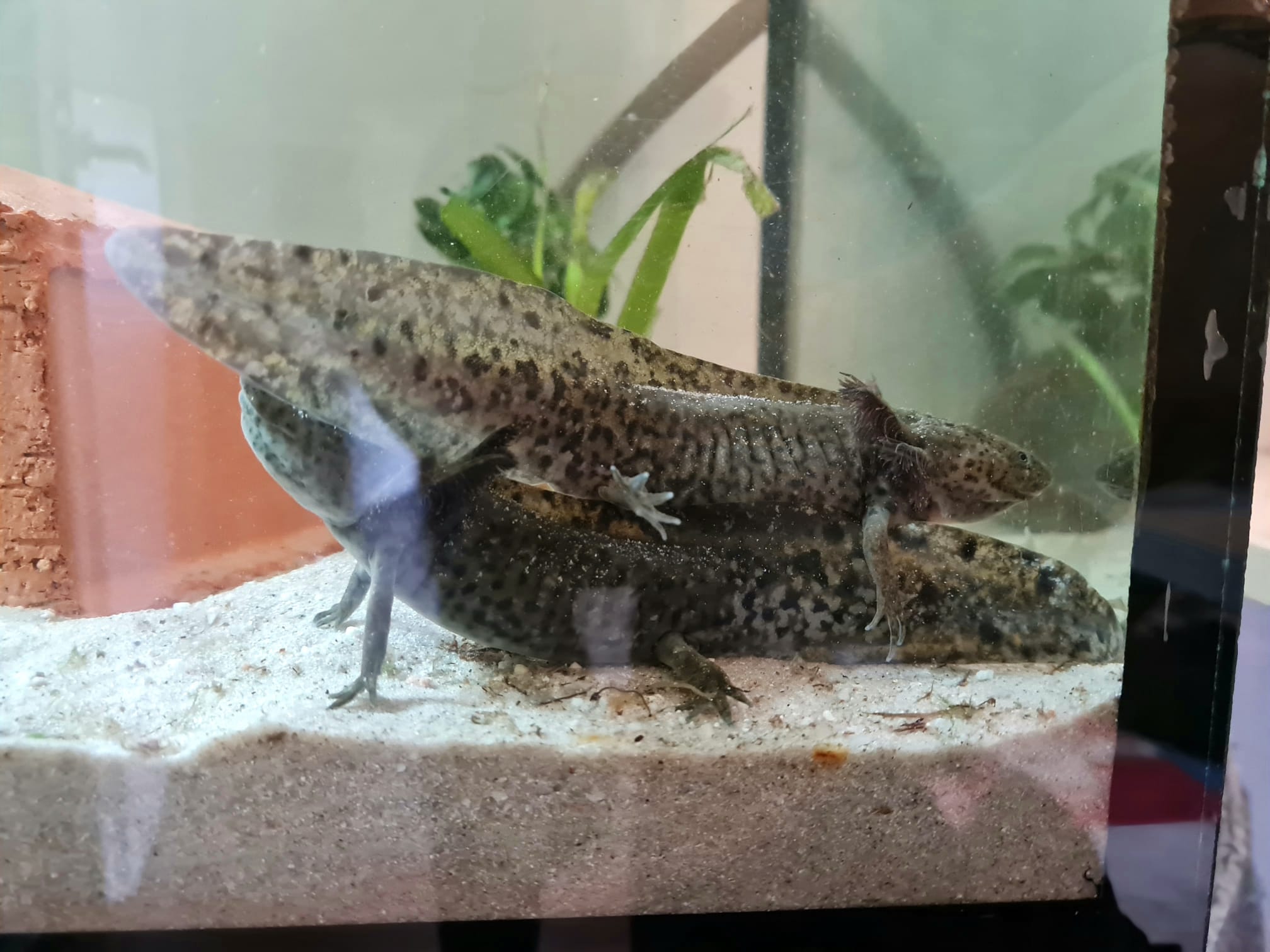 2 Axolotl Wildlinge (w) 2,5 Jahre alt