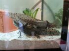 Axolotl Aquarium Komplettset inkl. 2 Wildlinge (w)
