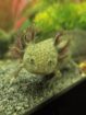 Axolotl Jungtier männlich ca.17cm